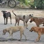 भयंकर ! अचानक मुलगा कुत्र्या सारखा भुंकू लागला…