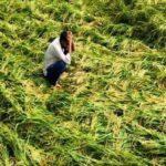  पावसामुळे बाधित शेतकऱ्यांना शासनाकडून ८४.२३ कोटींचा निधी मंजूर